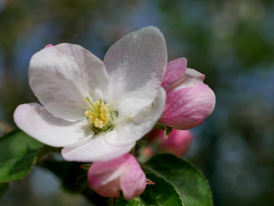 Kaiser Wilhelm Freilichtmuseum Roscheider Hof Blüte H5