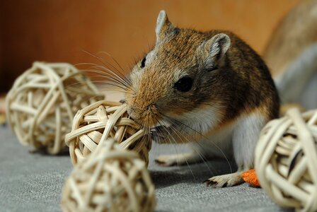 Rodent gerbil games