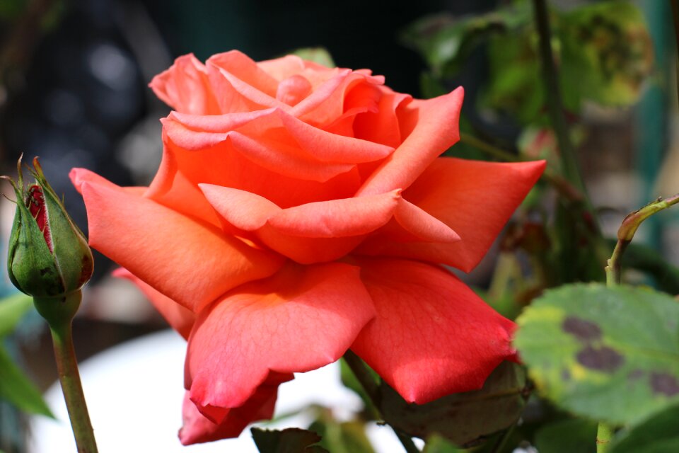 Garden nature rosebush