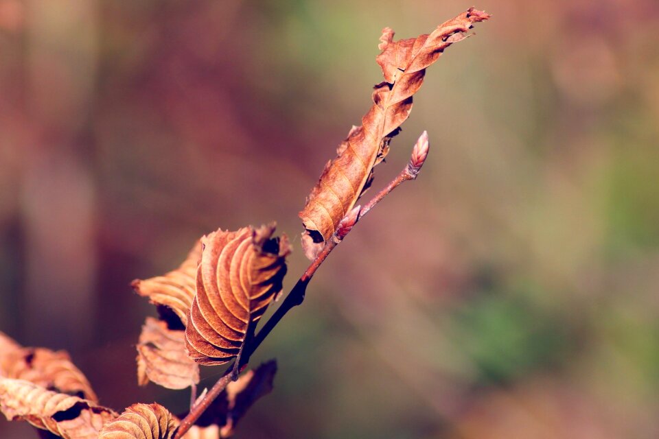 Leaves tree leaf brown