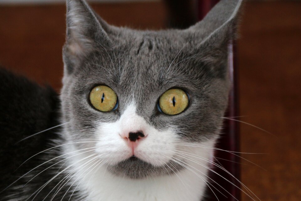 Close street kitty