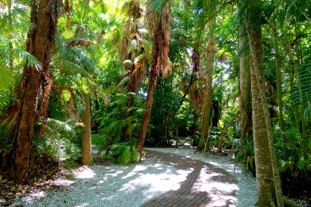 Jungle trail - Sarasota Jungle Gardens - Sarasota, Florida - DSC01952