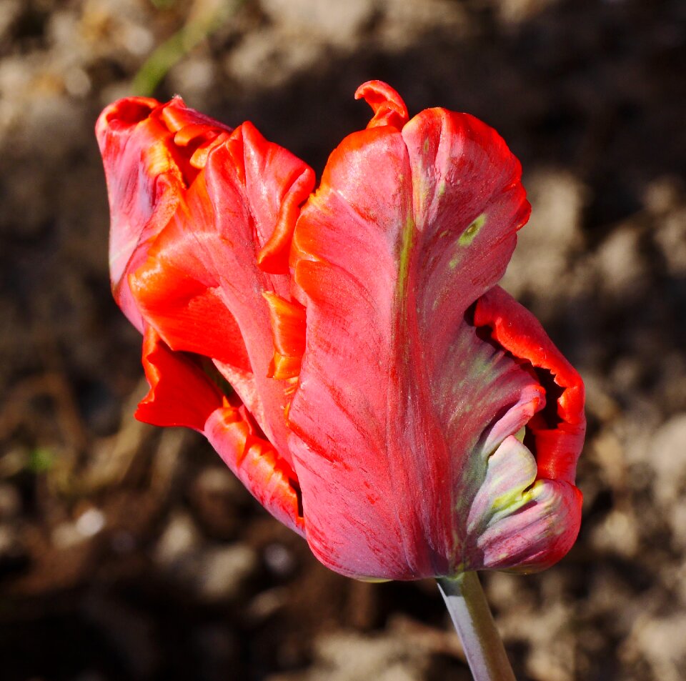 Failed closed blossom