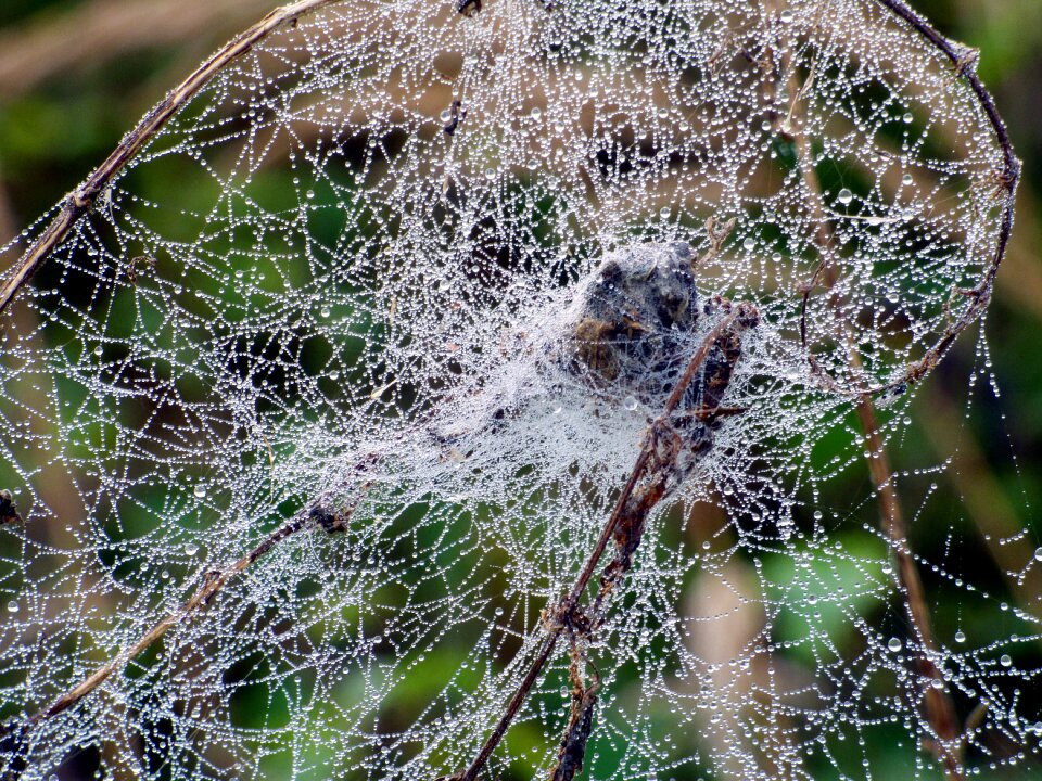 Water dew nature