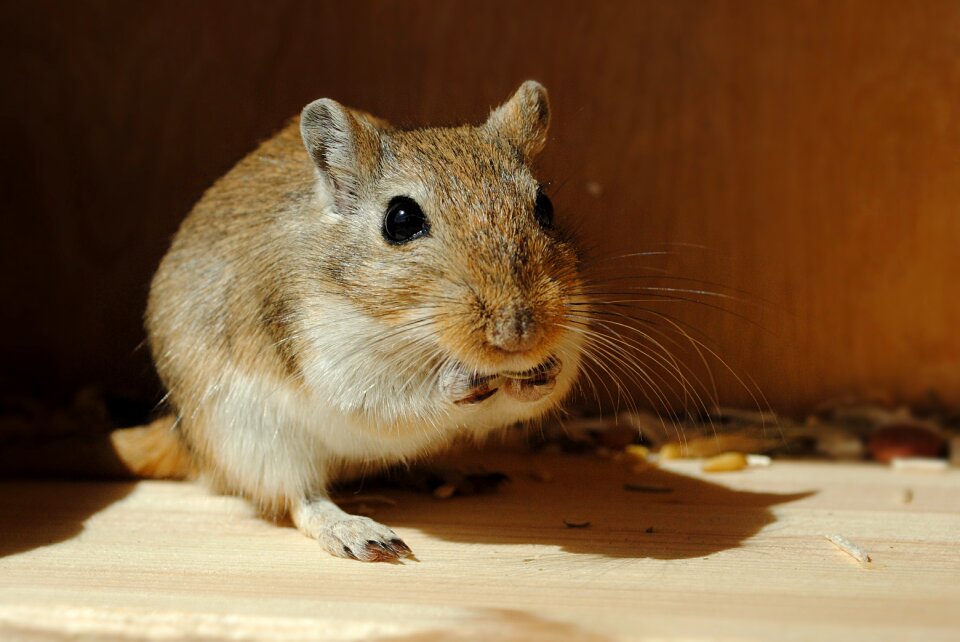 Rodent gerbil greedy