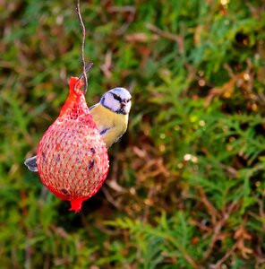 Nature bird seed small bird
