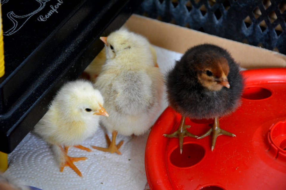 Küken zwischen Wärmeplatte und Tränke