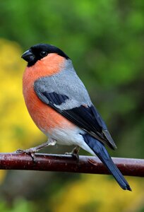 Colourful garden bird green birds