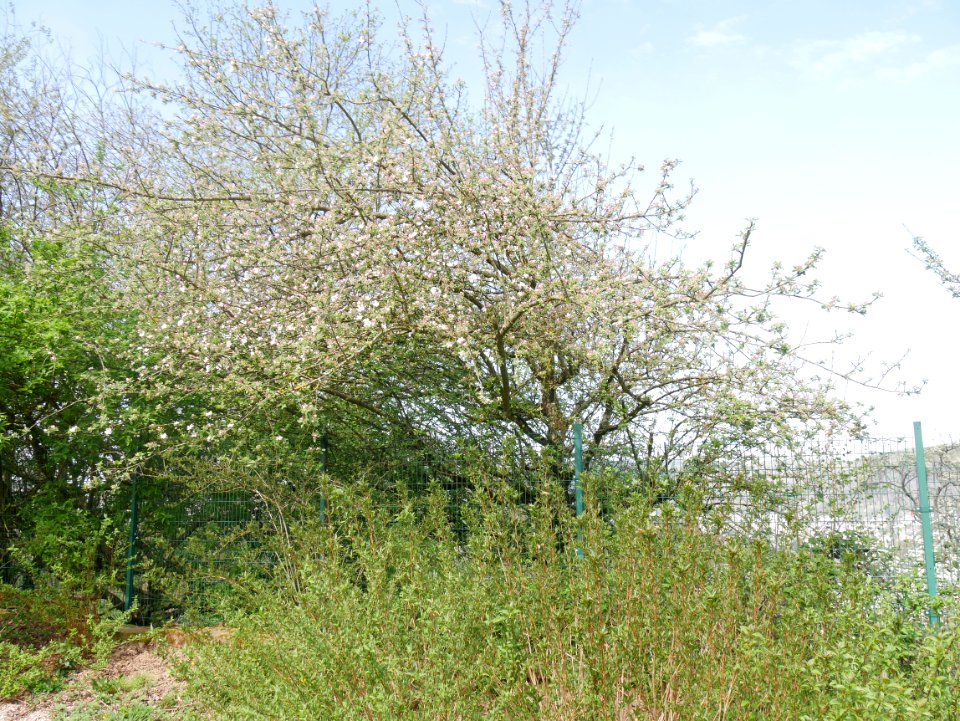 Kaiser Wilhelm Freilichtmuseum Roscheider Hof Ganzer Baum H9