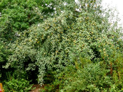 Kaiser Wilhelm Freilichtmuseum Roscheider Hof Ganzer Baum H10