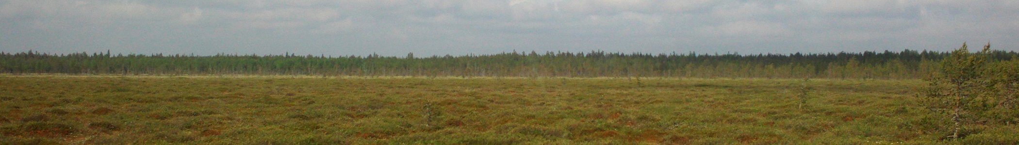 Kainuu banner Pudasjärvi swamp