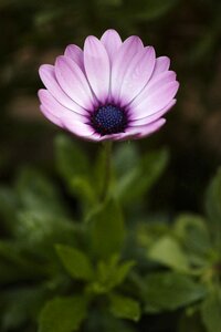 Spring flowers flowers macro