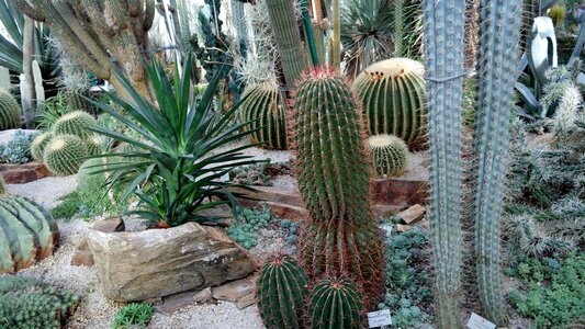 Globose prickly golden ball cactus