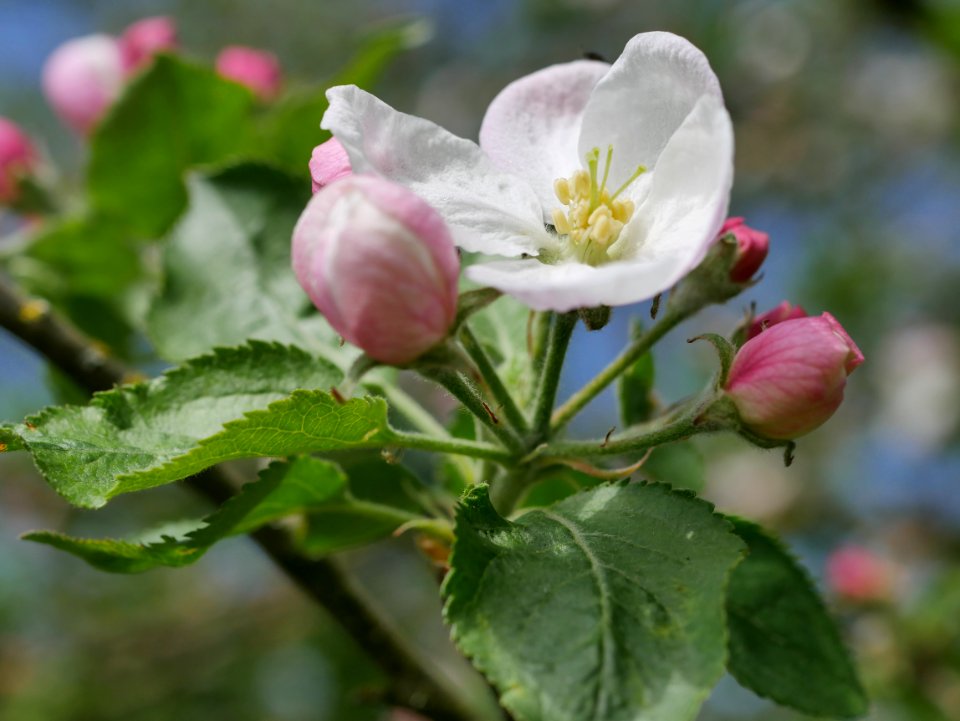 Kaiser Wilhelm Freilichtmuseum Roscheider Hof Blüte H3