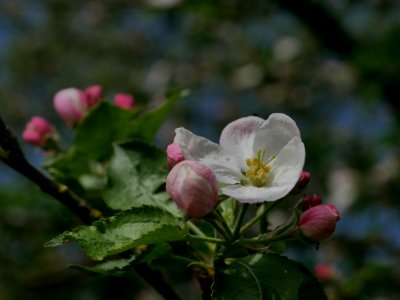 Kaiser Wilhelm Freilichtmuseum Roscheider Hof Blüte und Kospen H1