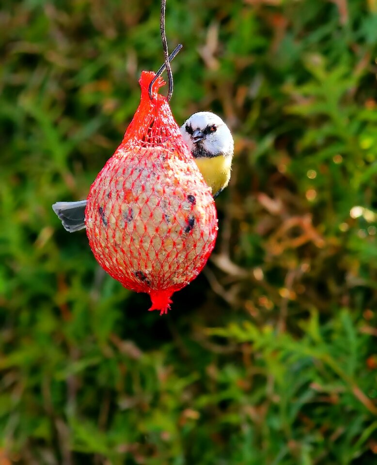 Nature bird seed small bird