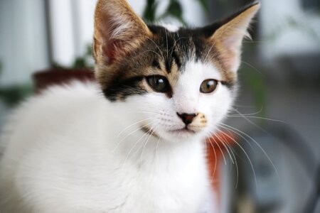 Close street kitty