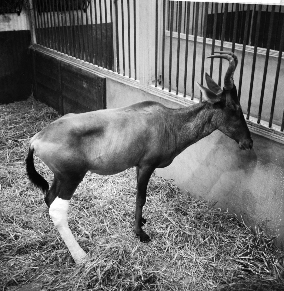 Kaaps Hertebeest (Afrikaanse antilope)met gebroken achterpoot in loopgips in die, Bestanddeelnr 918-5767