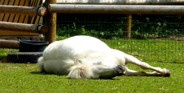 KA Zoo Pony liegend