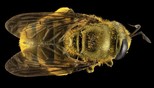 Mounted bug wings photo