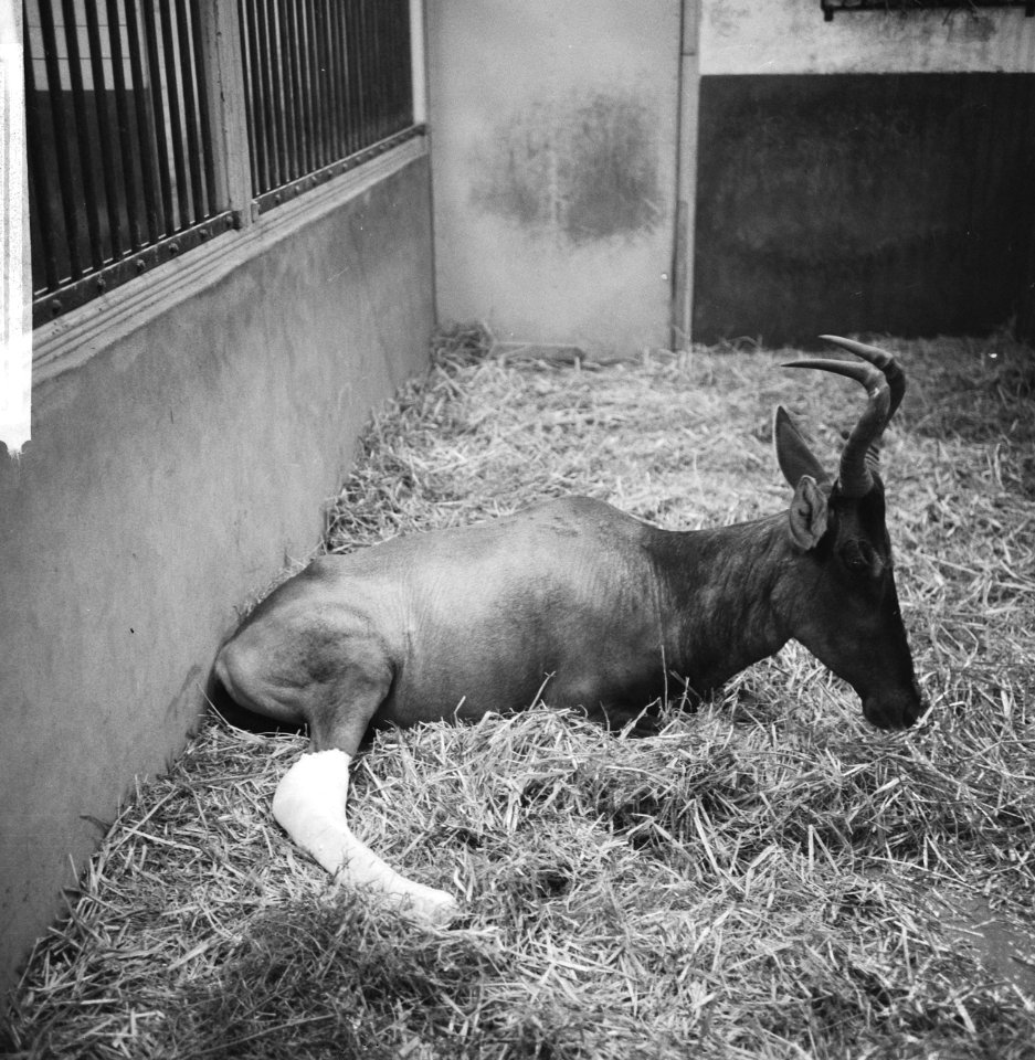 Kaaps Hertebeest (Afrikaanse antilope)met gebroken achterpoot in loopgips in die, Bestanddeelnr 918-5768