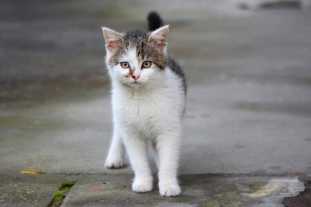 A young kitten pet fur photo