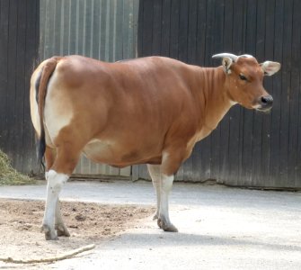 KA Zoo Huftieranlage