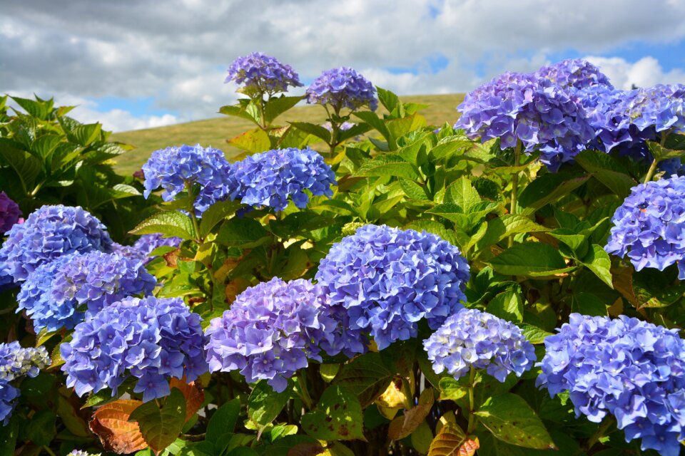 Flowering garden petals