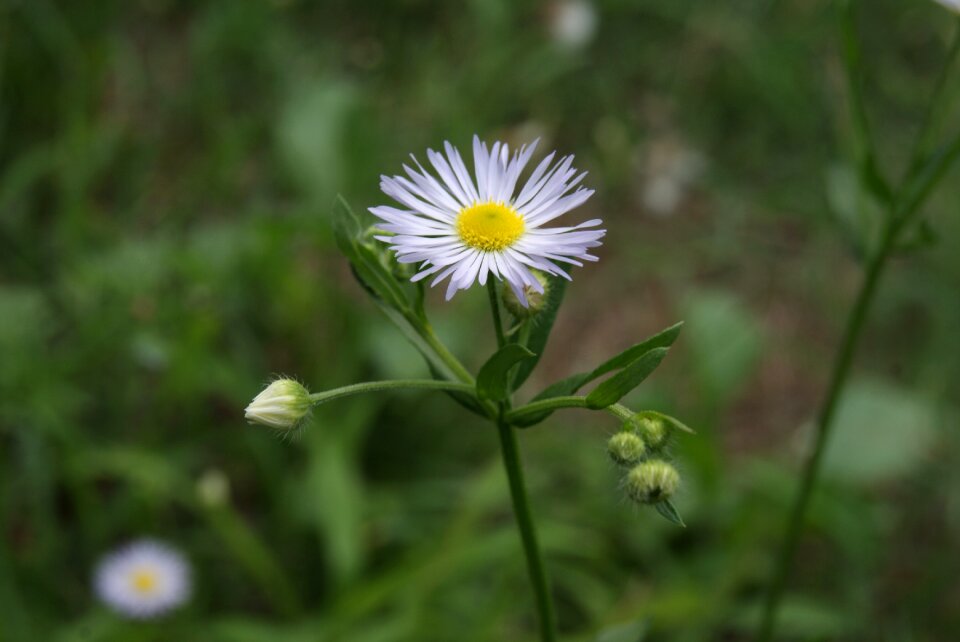 Daisy spring garden photo