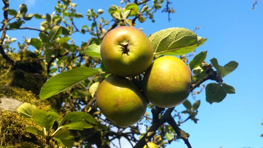 Autumn fruit blue sky