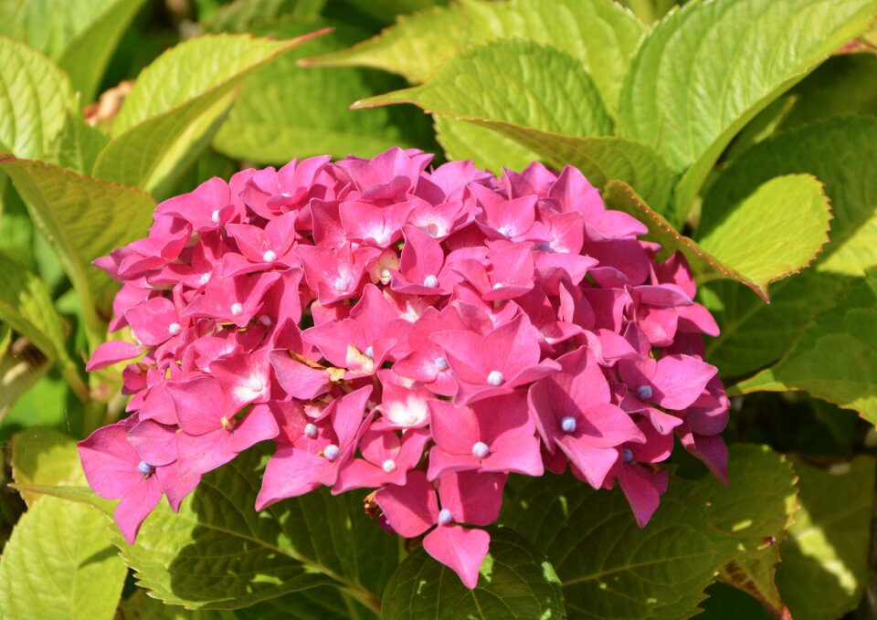 Nature garden summer