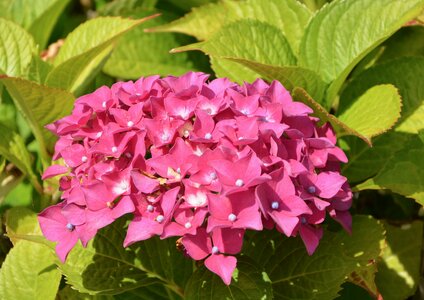 Nature garden summer