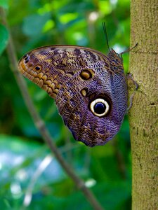 Butterfly insect nature photo