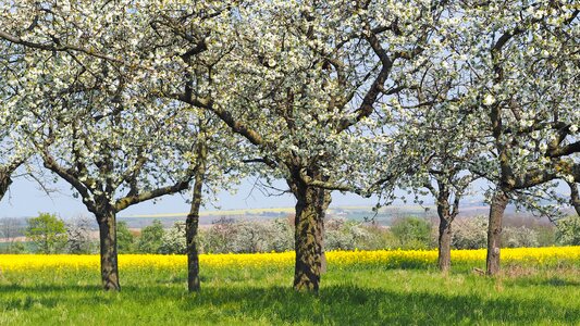 Spring image flowers white