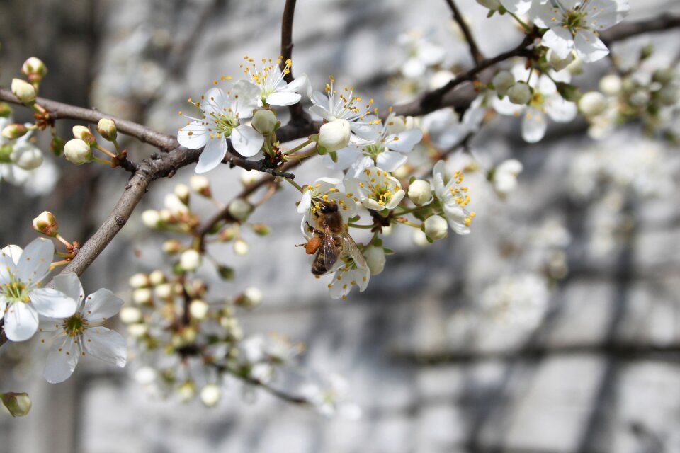 Spring white flower flowering tree