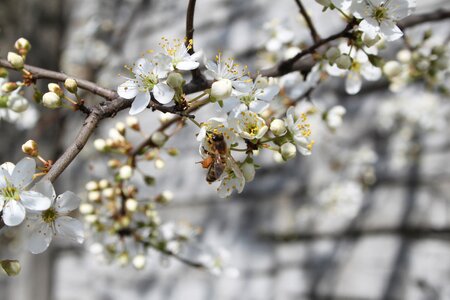 Spring white flower flowering tree