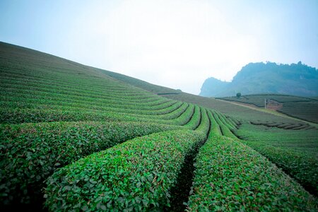 Moc chau son la heart tea plantation moc chau tea hills photo