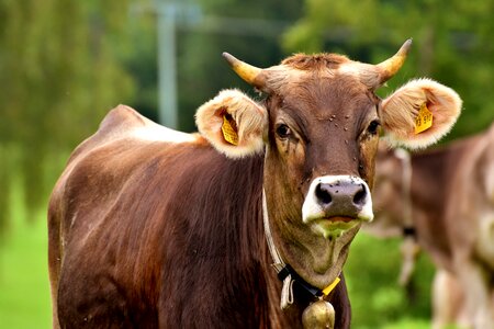 Brown nature livestock