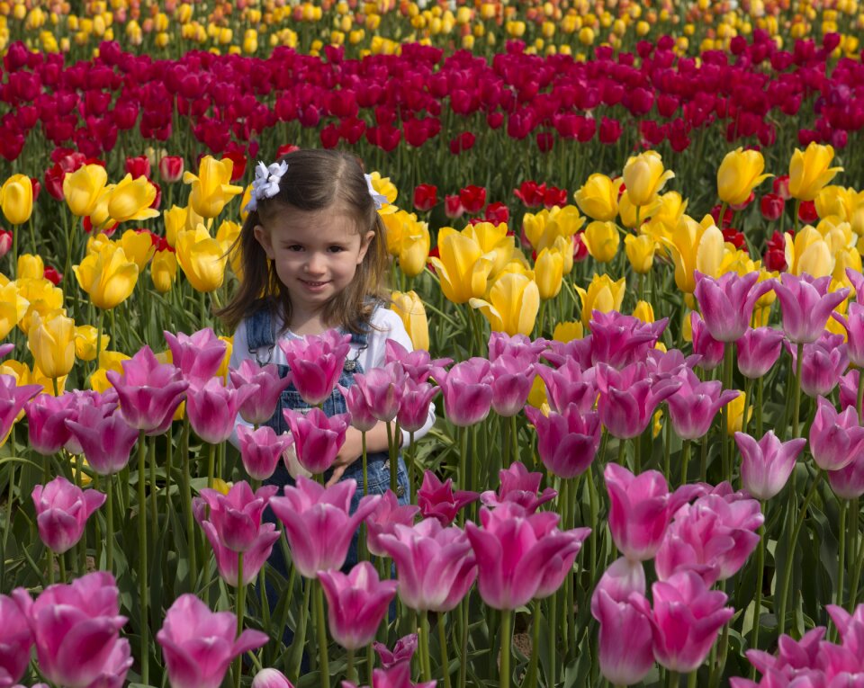 Tulip field farm