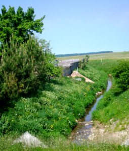 Kačupys1