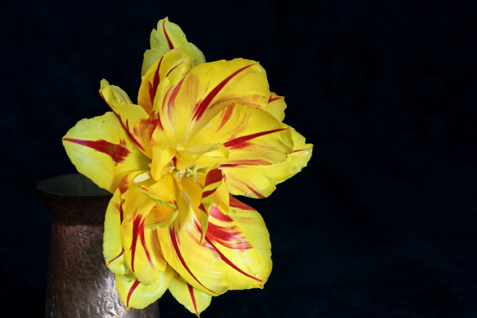 Red yellow flower blossom