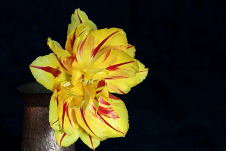 Red yellow flower blossom photo