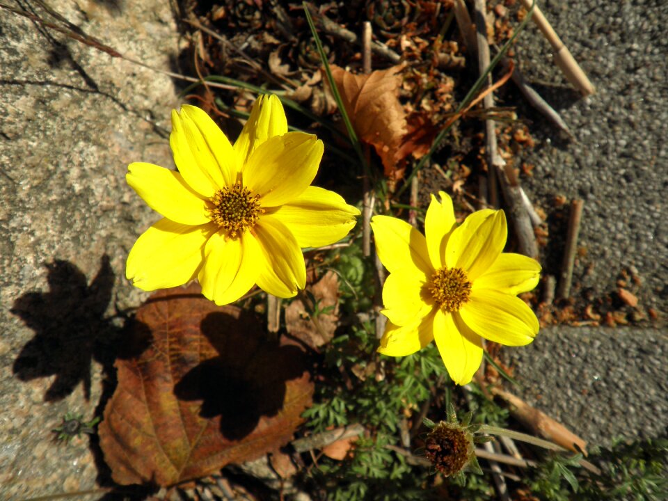 Garden nature plant