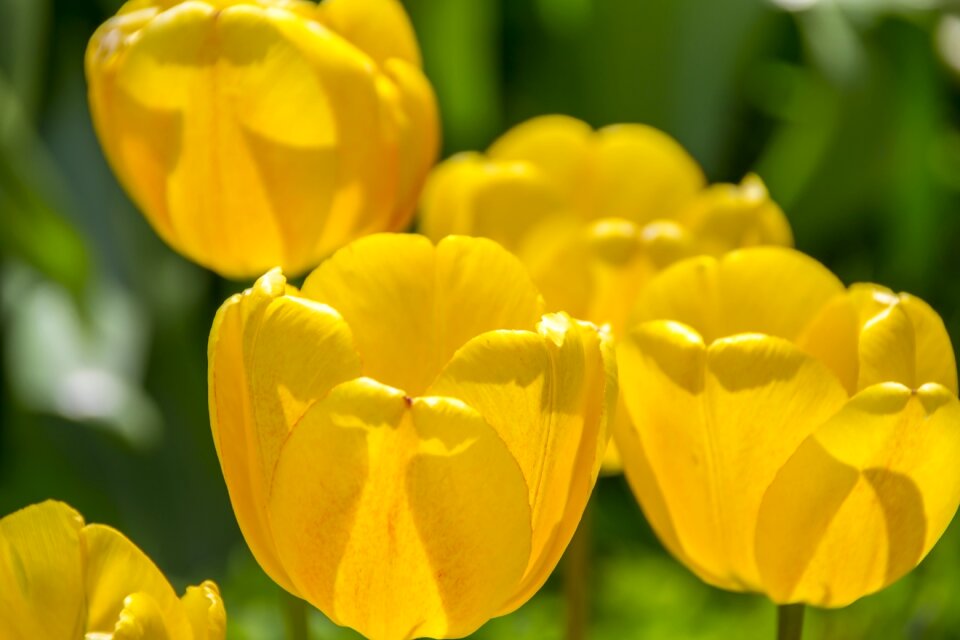 Tulip beautiful garden