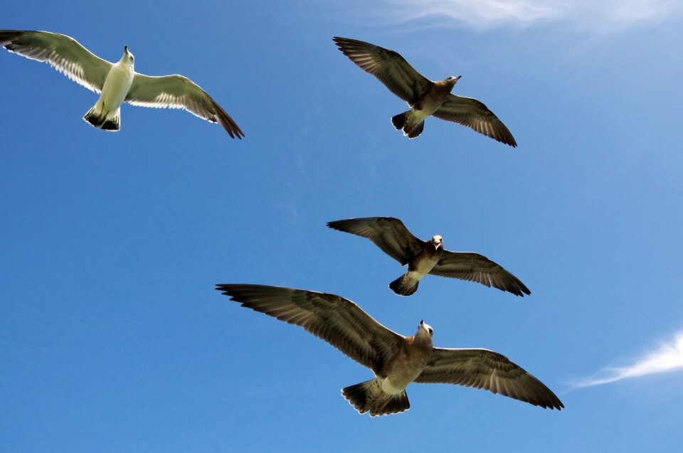 Nature sea bird