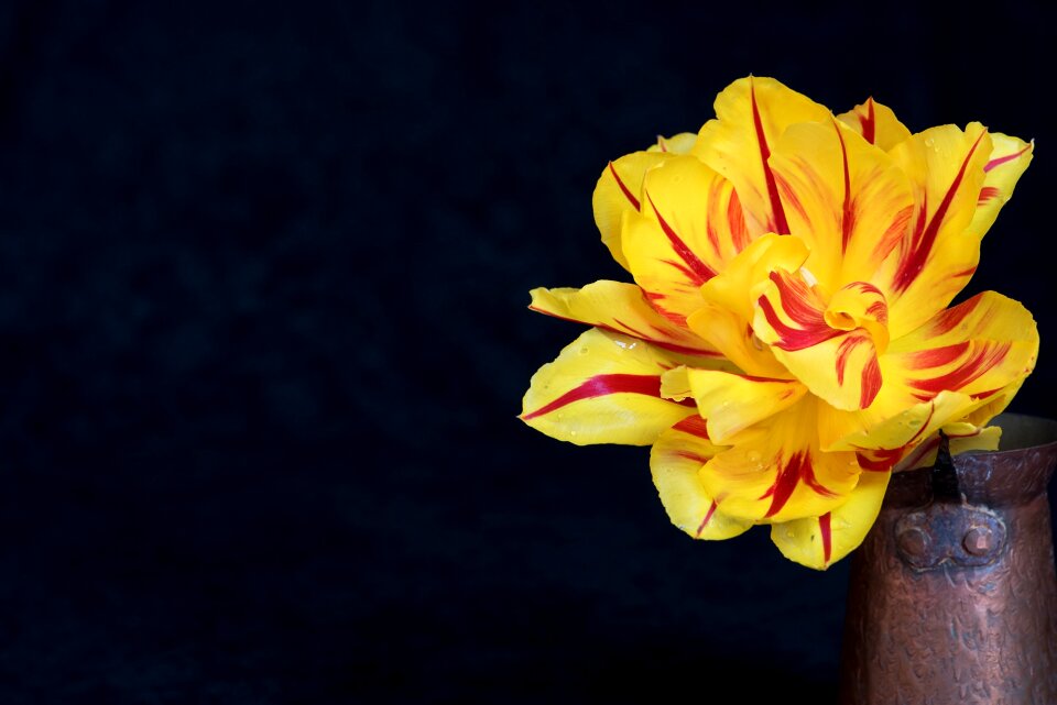 Red yellow flower blossom photo