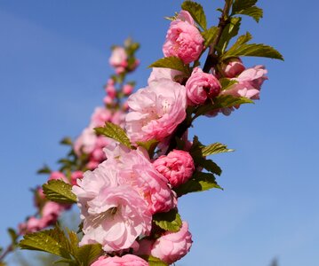 Flowers almond blossom mandelbaeumchen