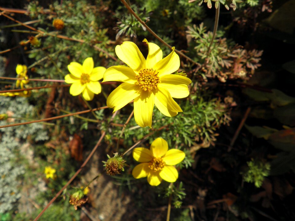 Garden plant autumn