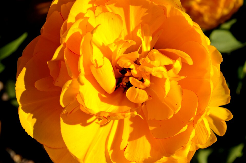 Flower spring nature