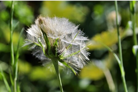 Anemochorie screen aviator seeds parachute